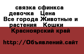 связка сфинкса. девочка › Цена ­ 500 - Все города Животные и растения » Кошки   . Красноярский край